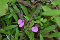 Impatiens diversifolia